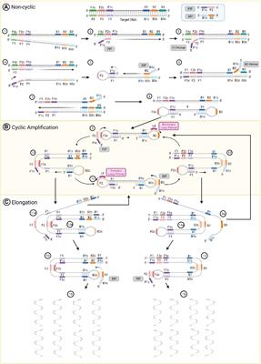 Loop-Mediated Isothermal Amplification for Detection of Plant Pathogens in Wheat (Triticum aestivum)